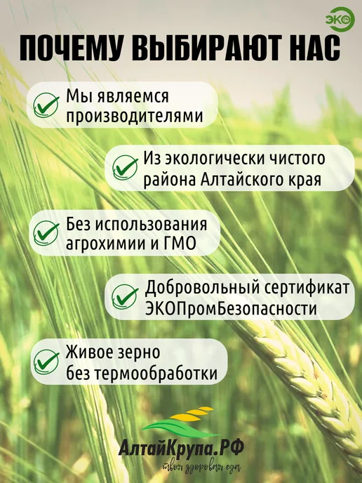 АлтайКрупа.РФ Овес для заваривания очищенный 2 кг, 2 кг, фото 2