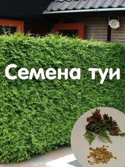 Туя западная - семена 50 шт К67 266695943 купить за 155 ₽ в интернет-магазине Wildberries