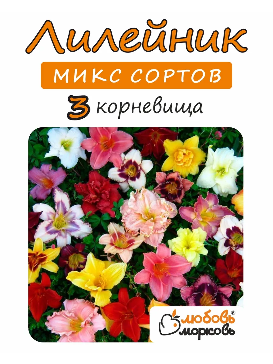 Лилейник Корневище, микс...