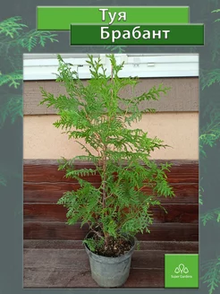 Туя западная Брабант (Thuja occidentalis Brabant) С2 3 60 80