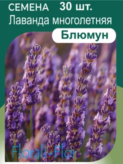 Лаванда семена Florali-Flor 267077916 купить за 167 ₽ в интернет-магазине Wildberries