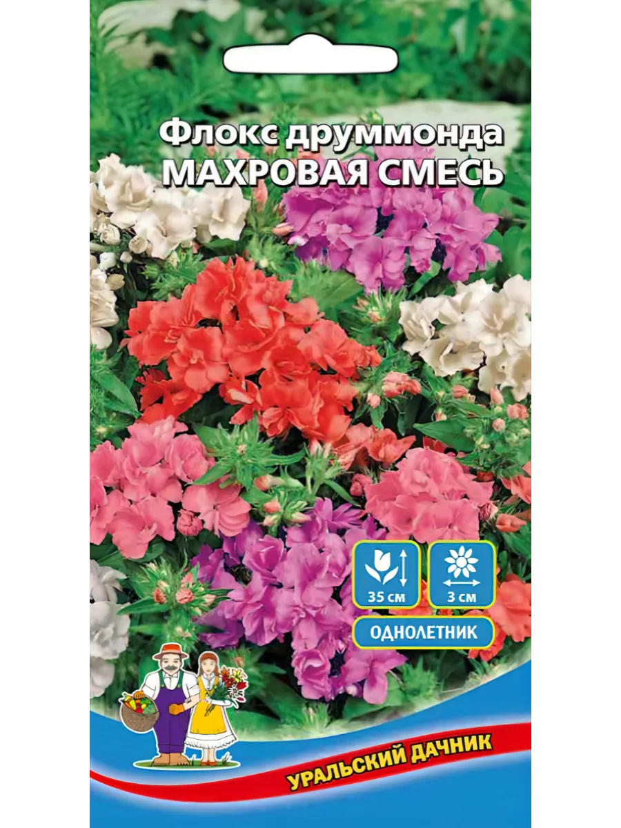 Флоксы Однолетние Купить Семена