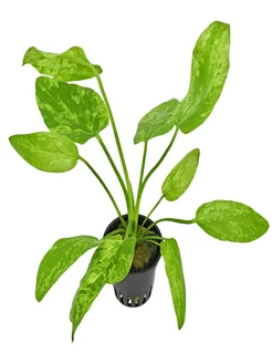 Эхинодорус Мраморная королева 1 куст.Растения для аквариума Aqua_Plants 267364181 купить за 322 ₽ в интернет-магазине Wildberries