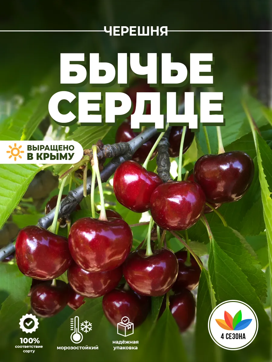 Саженцы Черешни "Бычье...