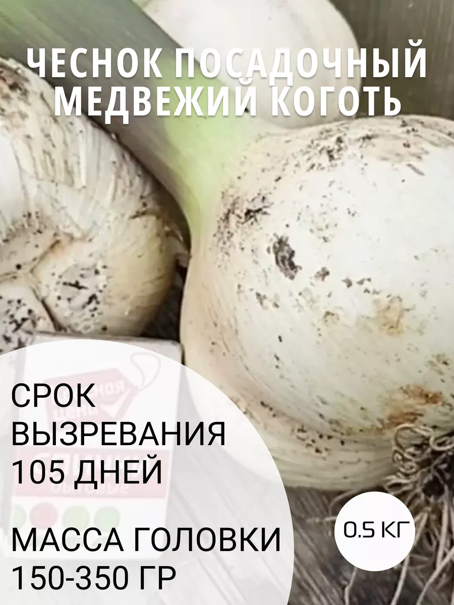 Чеснок медвежий коготь описание сорта фото отзывы. Медвежий чеснок. Чеснок сорт богатырь. Головка чеснока. Чеснок медвежий коготь описание сорта фото отзывы.