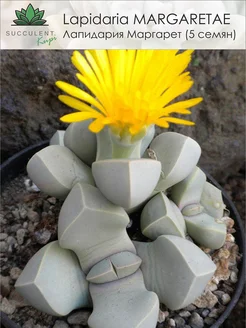 Семена Lapidaria MARGARETAE (5 шт.) Succulent.Kupi 267466267 купить за 287 ₽ в интернет-магазине Wildberries