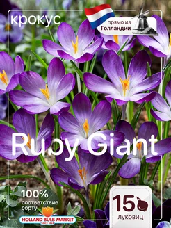 Крокусы луковицы Ruby Giant Голландия 15 штук