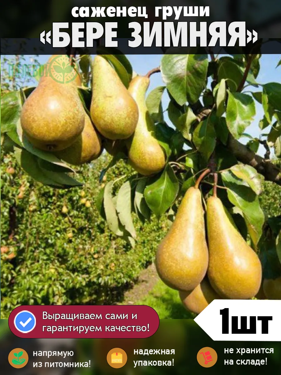 Саженцы груши Бере Зимняя