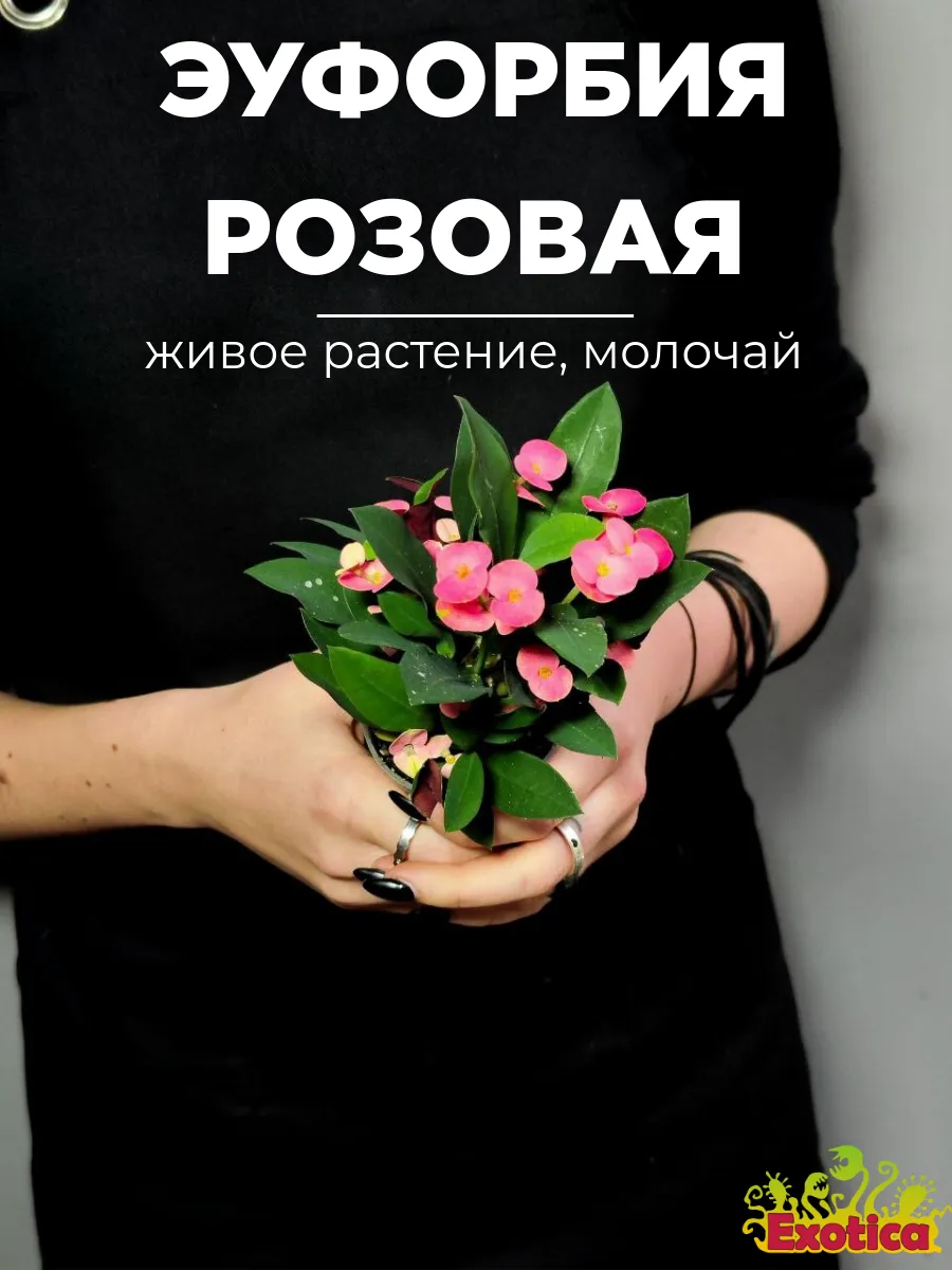 Эуфорбия Миля Розовая (Euphorbia Milii Athene) D6см Exotica 268030913 купить за 939 ₽ в интернет-магазине Wildberries