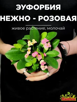 Эуфорбия Миля Нежно - Розовая (Euphorbia Milii Rhea) D6см Exotica 268033665 купить за 719 ₽ в интернет-магазине Wildberries