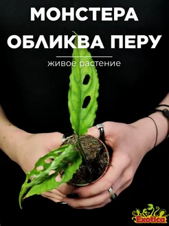 Монстера Обликва Перу (Monstera Obliqua Peru) D6см