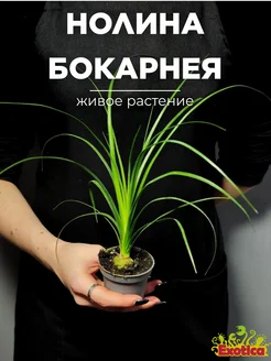 Нолина Бокарнея (Beaucarnea Nolina) D6см