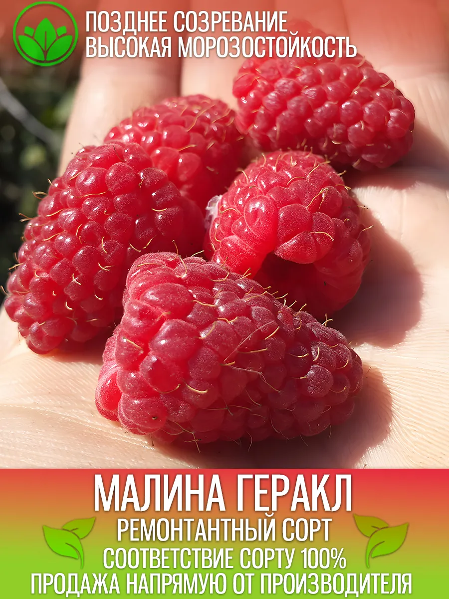 Саженцы Малины Геракл