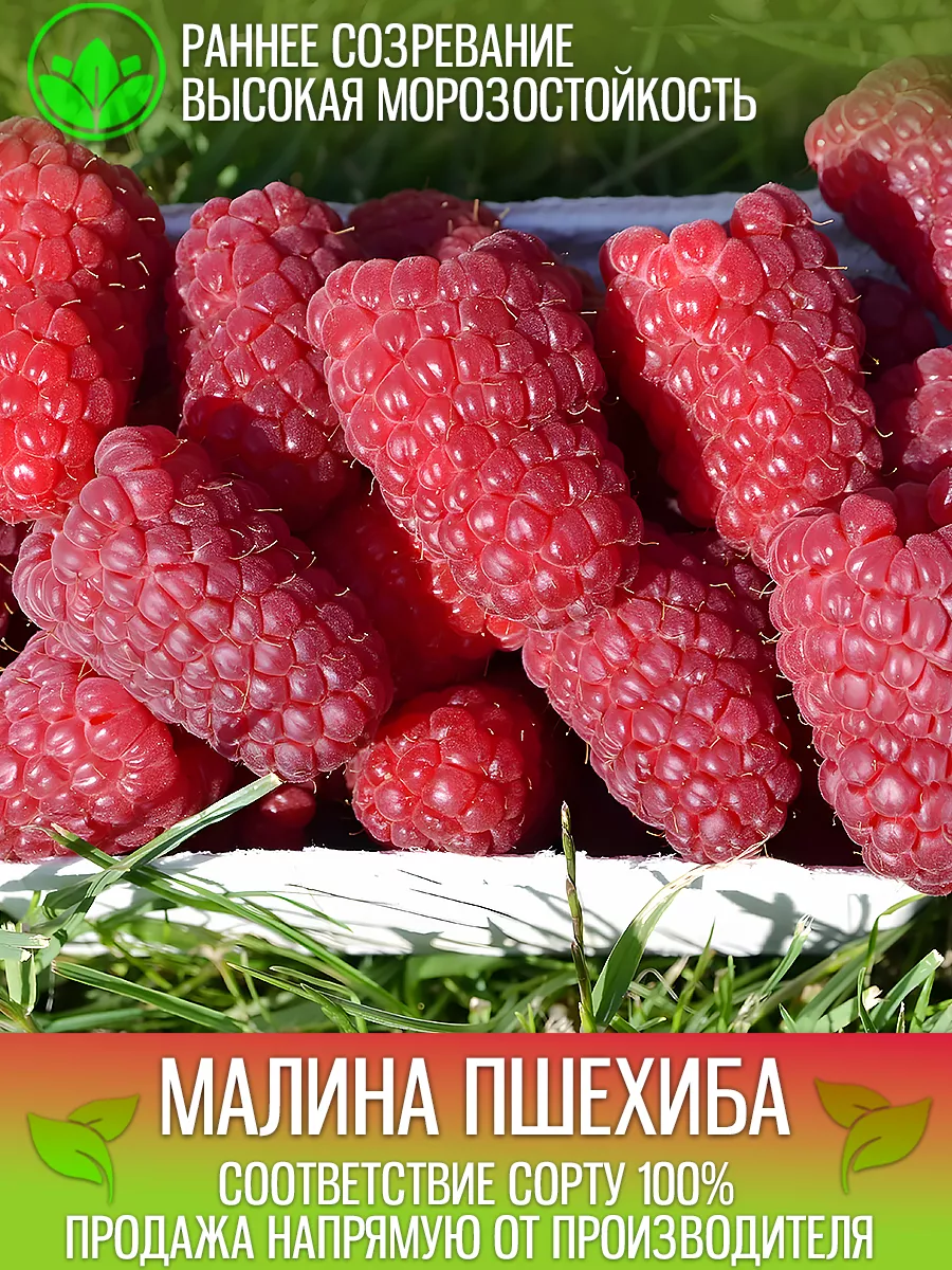 Саженцы Малины Пшехиба