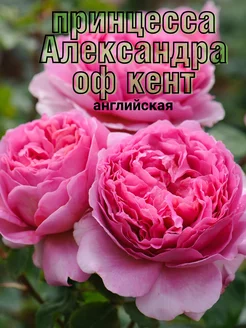 Розы саженцы Принцесса Александра оф кент Розовые грёзы 268215921 купить за 449 ₽ в интернет-магазине Wildberries