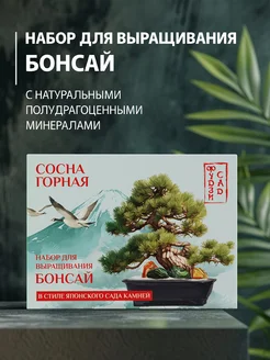 Бонсай набор для выращивания Сосна горная для дома