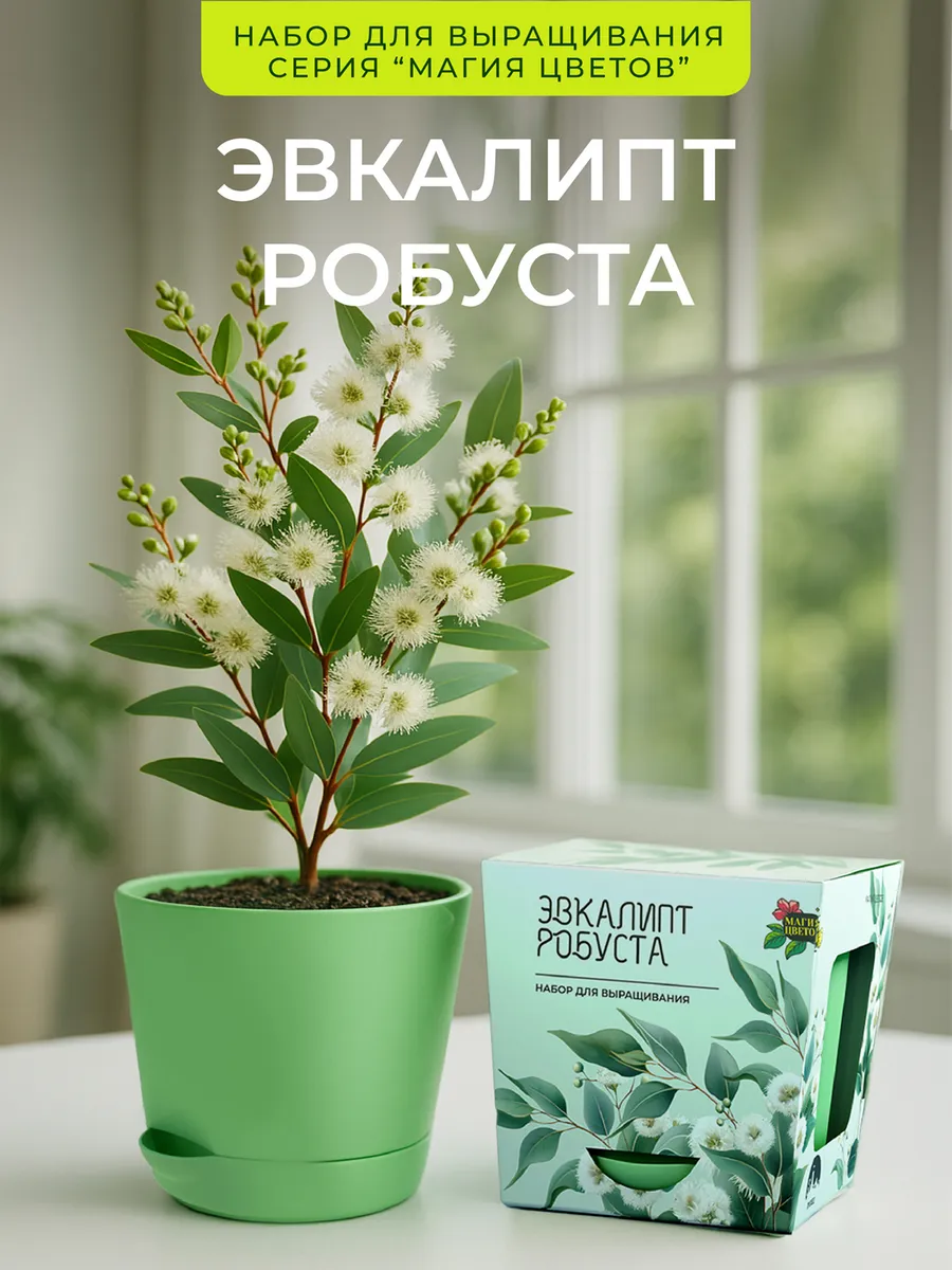 Эвкалипт робуста Набор для выращивания растений