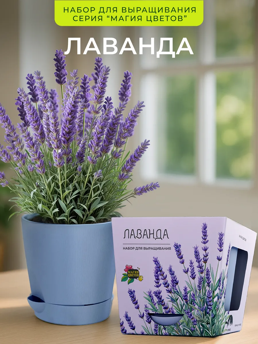 Лаванда Набор для выращивания растений