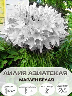 Лилия азиатская Марлен Белая, многолетние цветы Цветочная Лавка 268806341 купить за 243 ₽ в интернет-магазине Wildberries