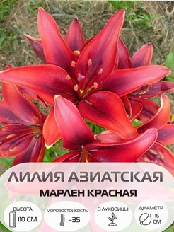 Лилия азиатская Марлен Красная, многолетние цветы Цветочная Лавка 268806347 купить за 243 ₽ в интернет-магазине Wildberries