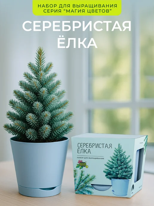 Магия Цветов Серебристая елка набор для выращивания растений, серебристый