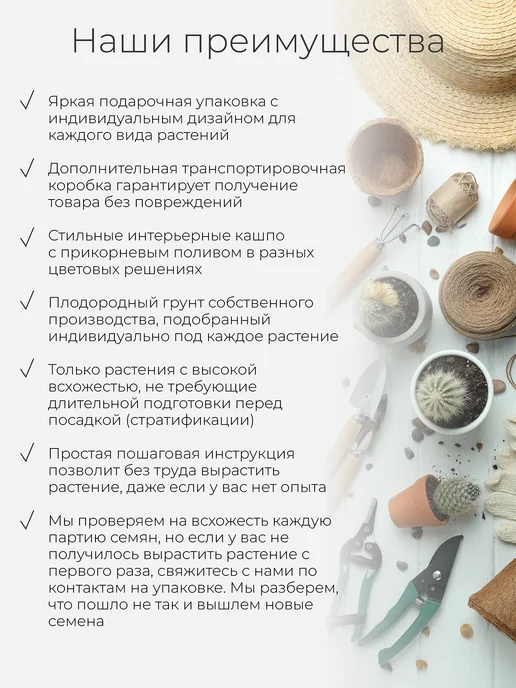 Магия Цветов Серебристая елка набор для выращивания растений, серебристый, фото 2