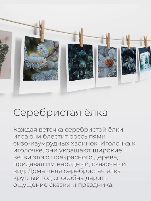 Магия Цветов Серебристая елка набор для выращивания растений, серебристый, фото 3