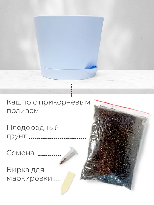 Магия Цветов Серебристая елка набор для выращивания растений, серебристый, фото 5