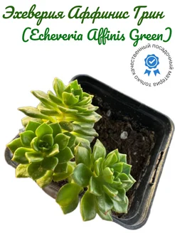 Эхеверия Аффинис Грин (Echeveria Affinis Green) 268955113 купить за 473 ₽ в интернет-магазине Wildberries