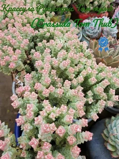 Крассула Рупестрис Том тумб (Crassula Tom Thub) 268955114 купить за 431 ₽ в интернет-магазине Wildberries