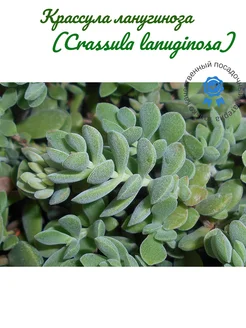 Крассула ланугиноза (Crassula lanuginosa) 268959260 купить за 483 ₽ в интернет-магазине Wildberries