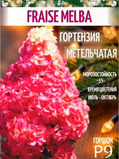 Интернет-магазин Wildberries: широкий ассортимент товаров - скидки каждый день!