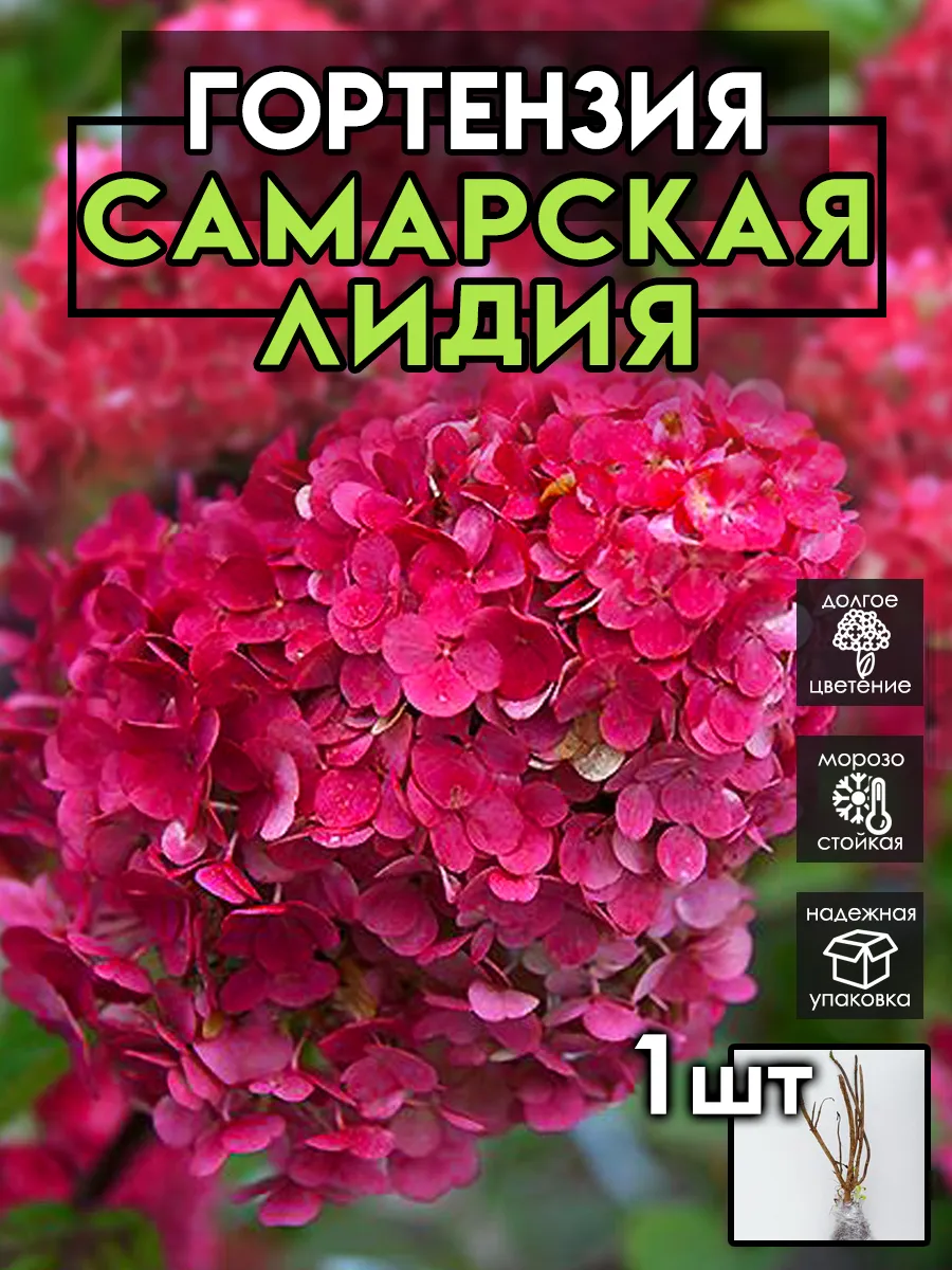 Гортензия саженцы...