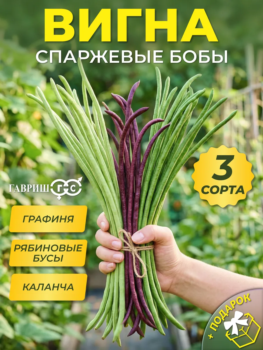 Семена вигна фасоль