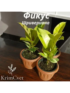 Фикус шривериана КрымЦвет 269491906 купить за 1 117 ₽ в интернет-магазине Wildberries