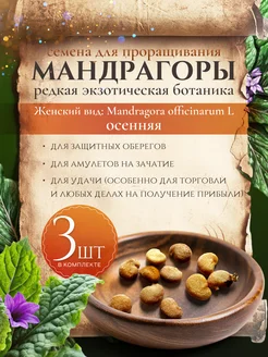 Семена мандрагоры женской для проращивания. Осенняя. Кислород (Елена Светлая) 269549471 купить за 2 347 ₽ в интернет-магазине Wildberries