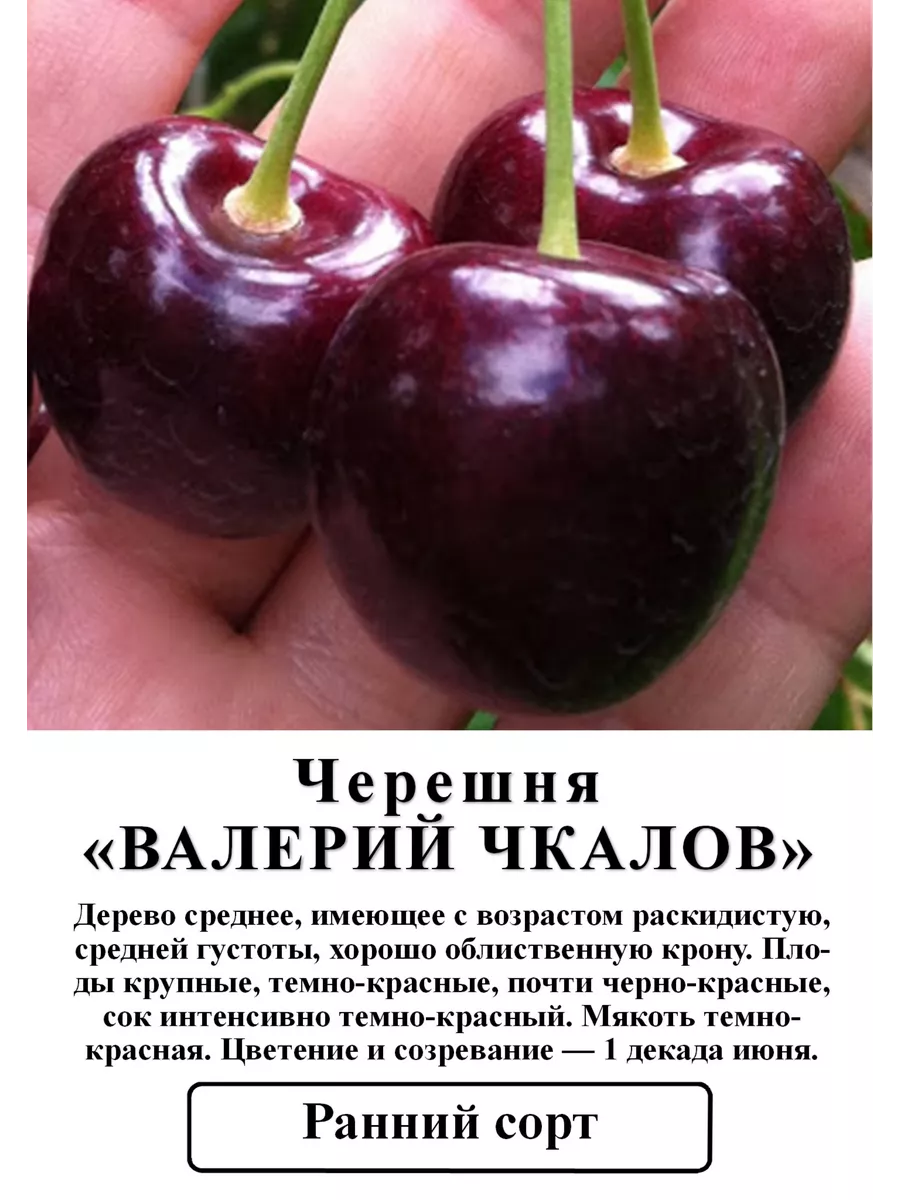 Волочкова Черногорияда жалаңаш