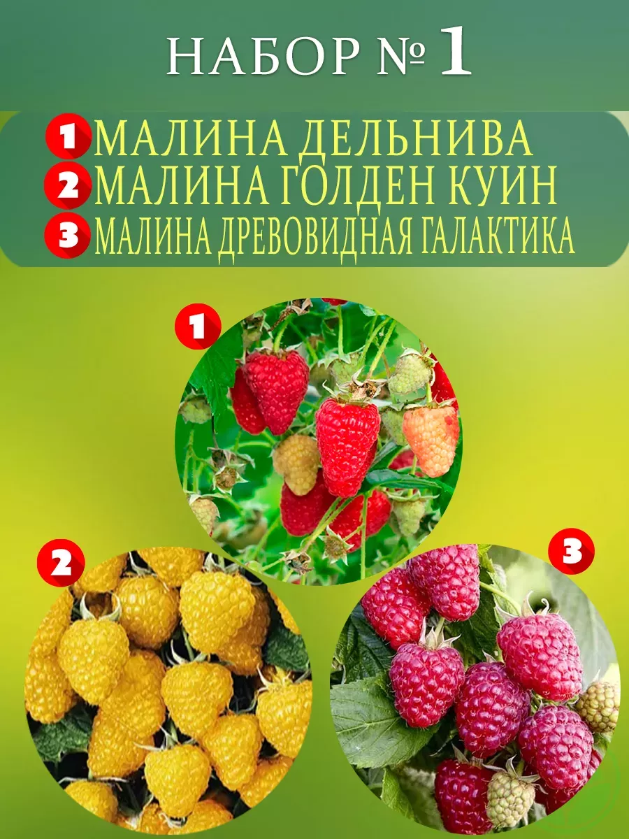 Саженцы Малина Набор №1 1шт