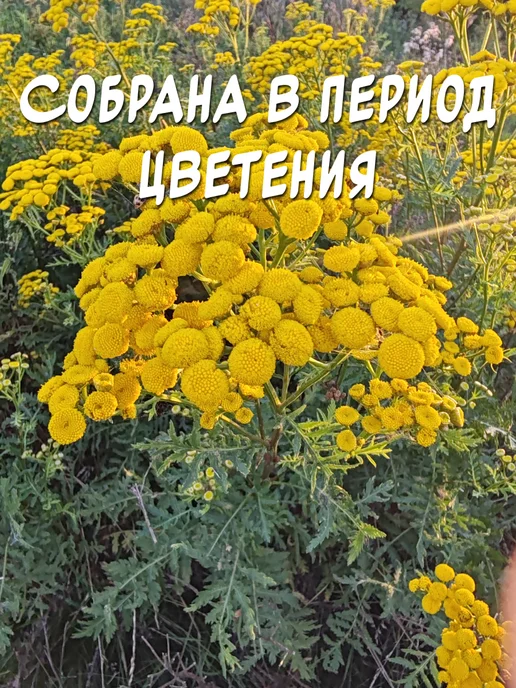 из Пущи Пижма 2 шт. Травяной веник, 2 шт, фото 5