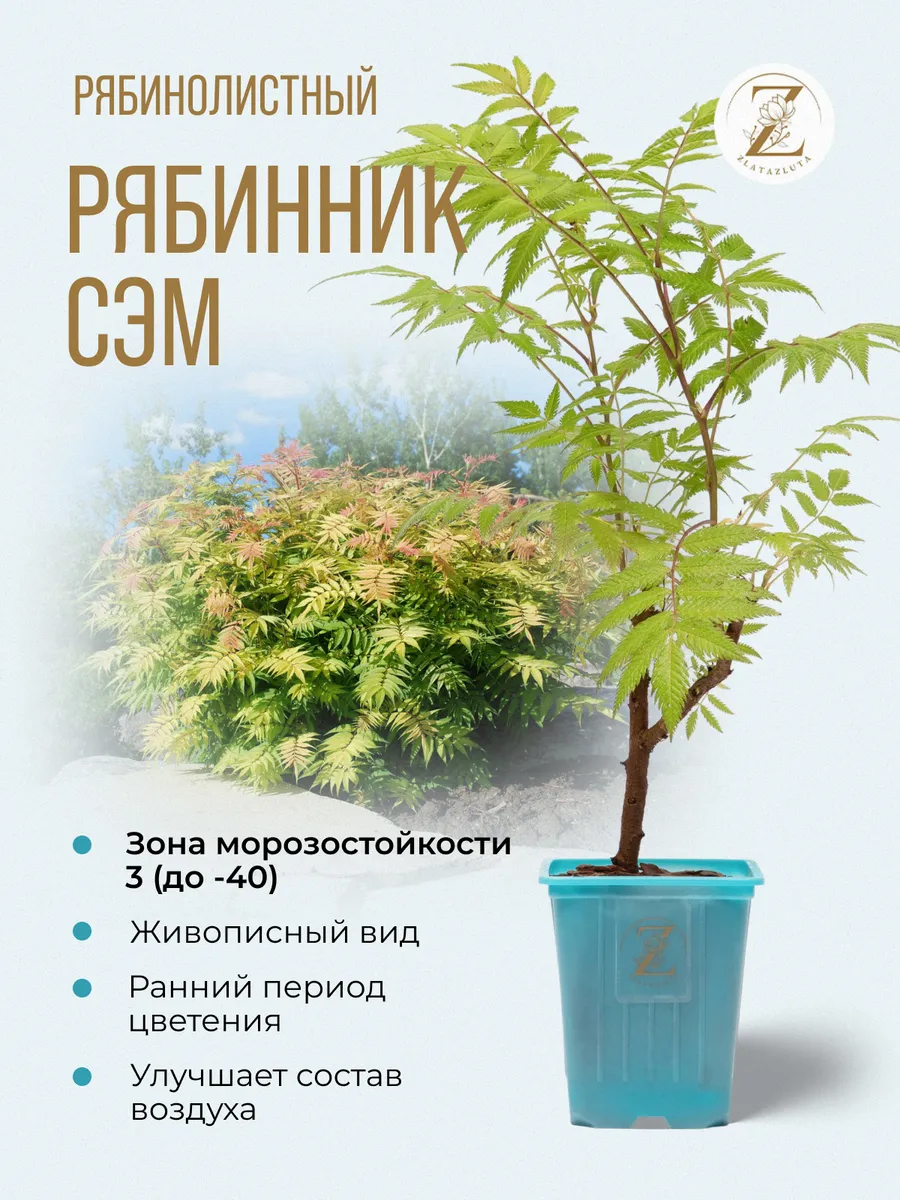 Рябинник рябинолистный Сэм