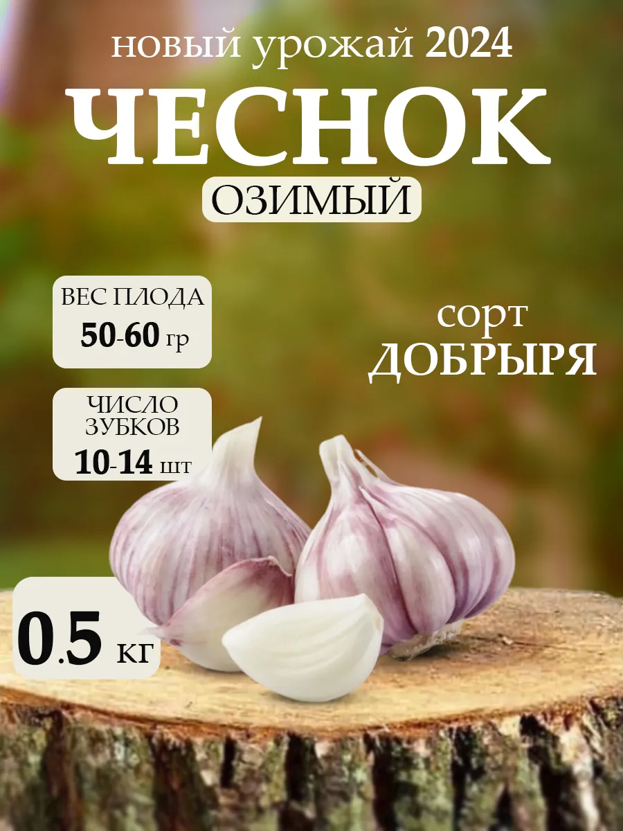 Чеснок на посадку осенью...