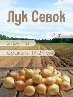 Лук Севок Штутгартер Ризен 2 кг Лук севок 21 270353935 купить за 399 ₽ в интернет-магазине Wildberries