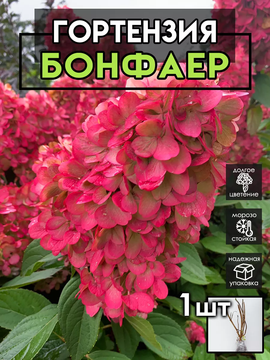 Гортензия саженцы...