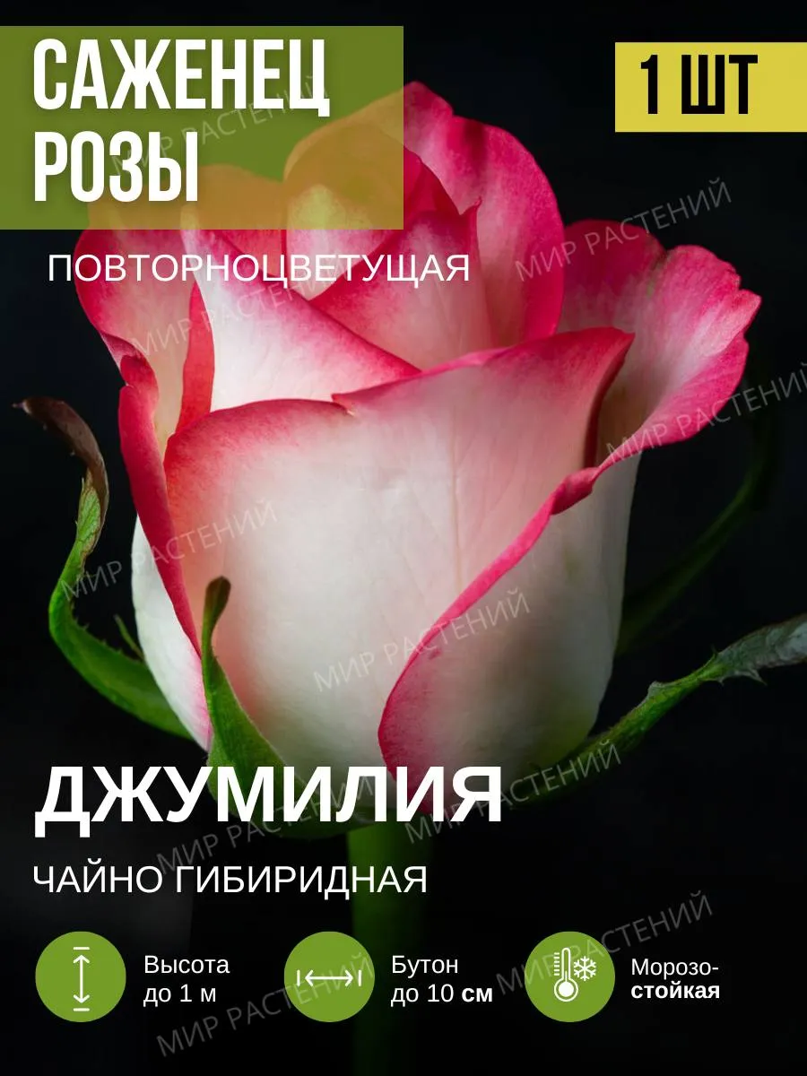 Саженец Чайно-гибридной...