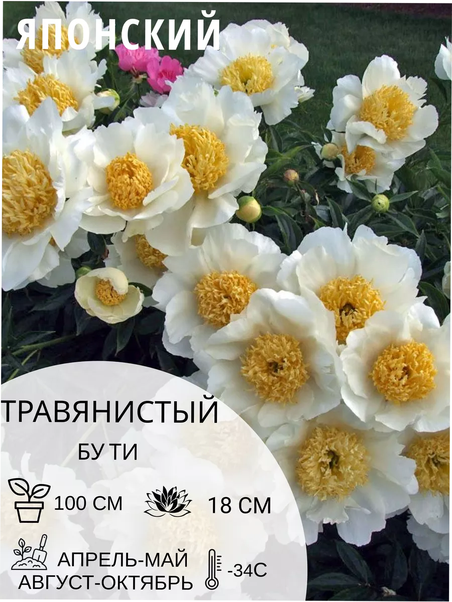 Корень пиона травянистый японский Бу Ти