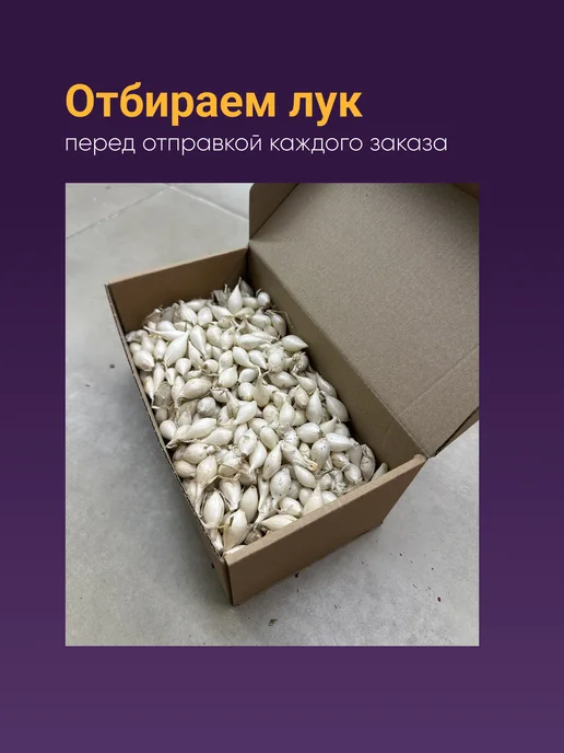Лук севок белый озимый Сноуболл 10-21 мм 0,5 кг Голландия, 500 г, фото 5