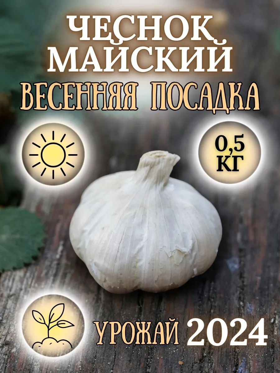 Чеснок озимый Майский на...