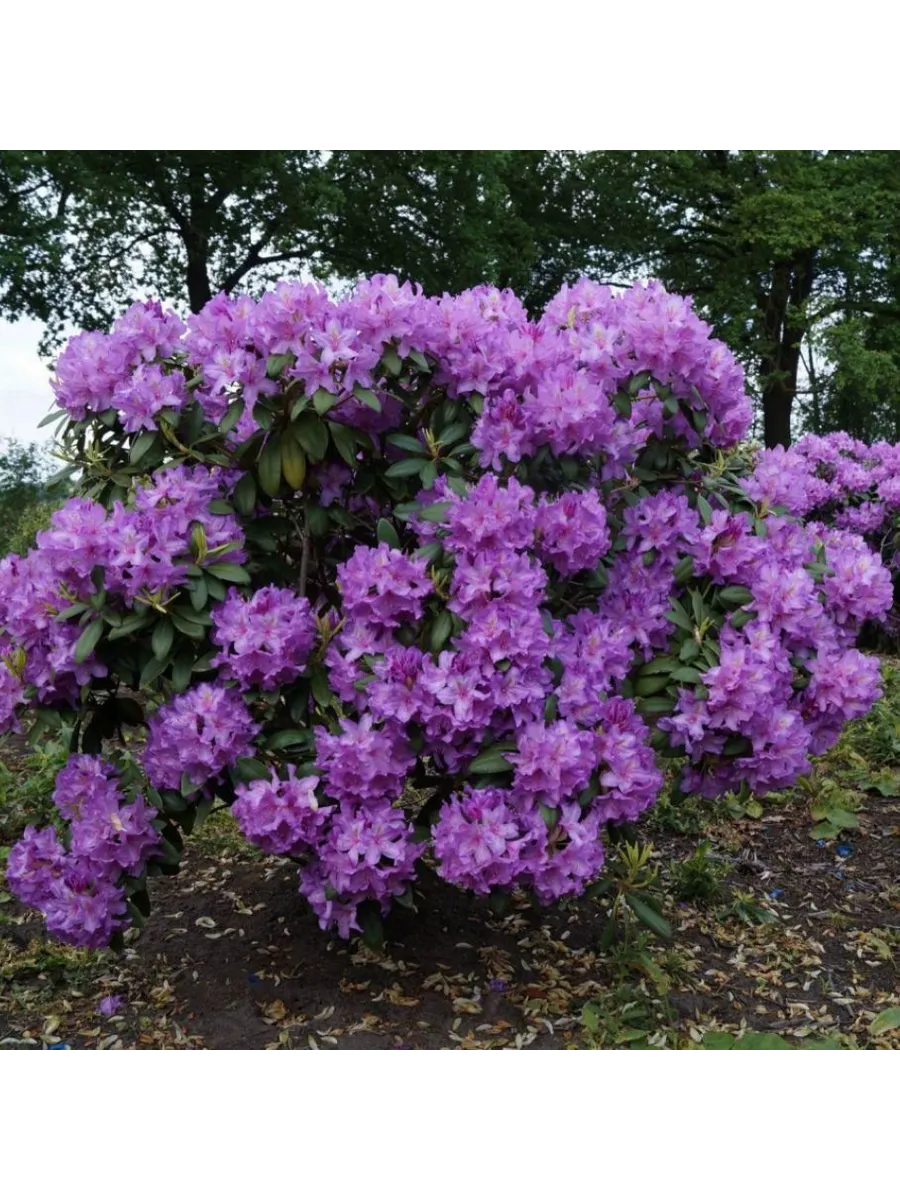 Рододендрон Catawbiense Grandiflorum