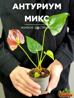 Антуриум Микс (Anthurium Mix) D 7-9см