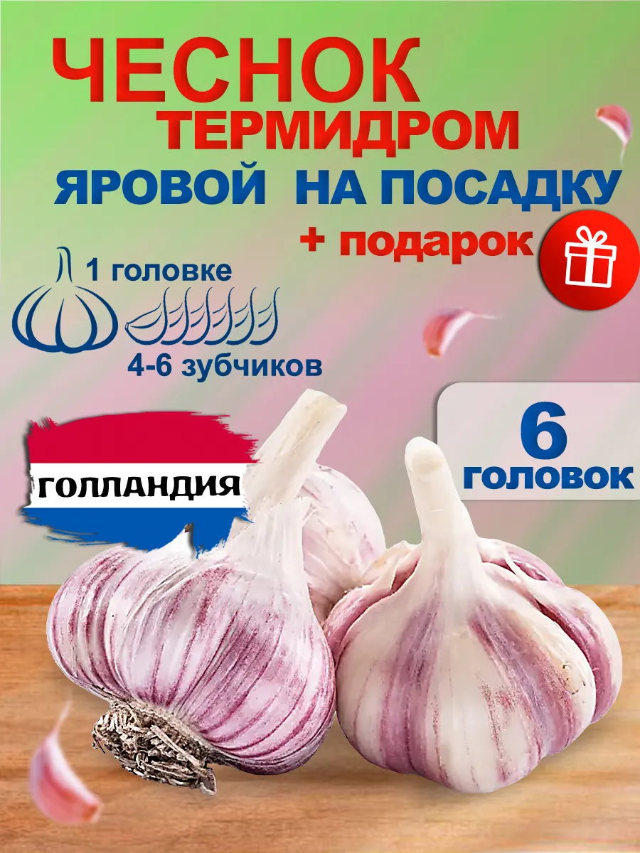 Чеснок озимый на посадку...